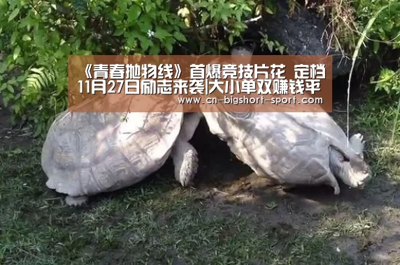 大小单双正规app平台